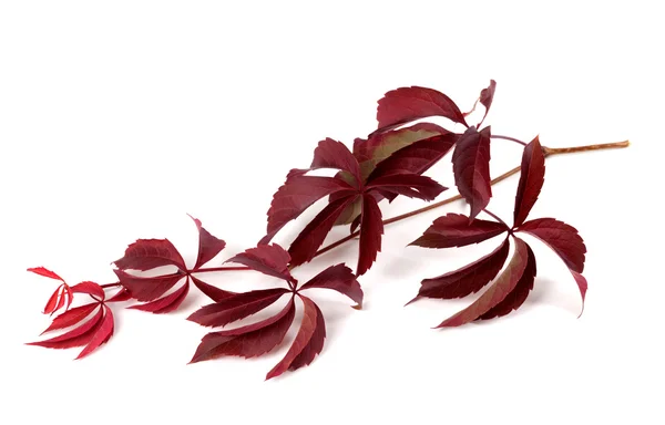 Branch of red autumn grapes leaves (Parthenocissus quinquefolia — Stock Photo, Image
