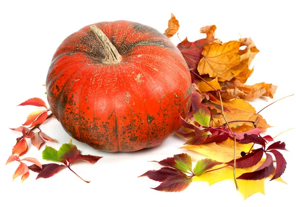 Red ripe pumpkin in autumn leaves. — Stock Photo, Image