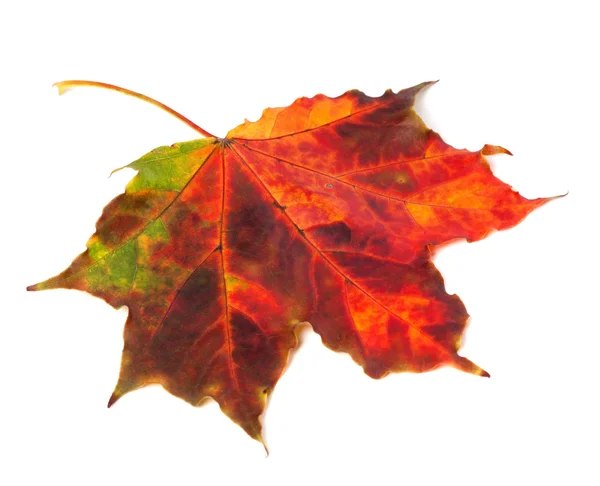 Folha de maple Outono multicolor em fundo branco — Fotografia de Stock