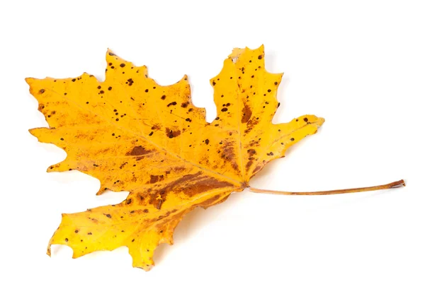 Hoja de otoño moteada sobre fondo blanco — Foto de Stock