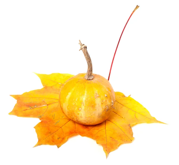 Small decorative pumpkin on orange autumn maple leaf — Stock Photo, Image