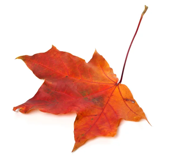 Hoja de arce rojo otoño — Foto de Stock