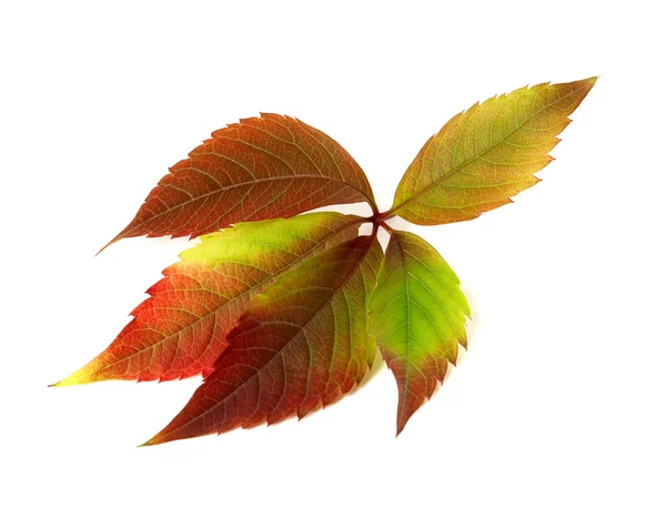 Herbst mehrfarbigen Trauben Blatt. Parthenocissus Quinquefolia folia — Stockfoto