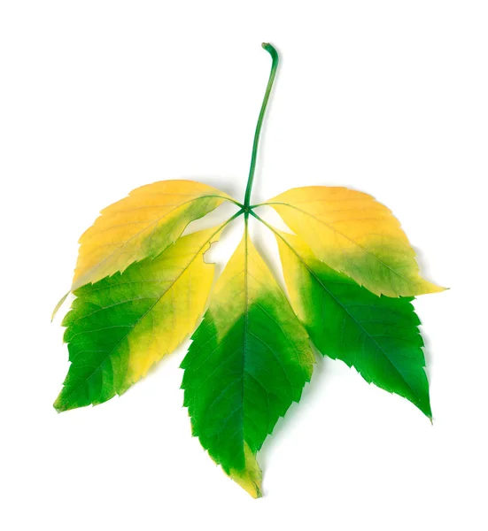 Многокрасочные листья побега Вирджинии — стоковое фото