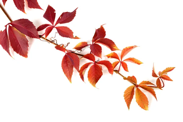 Gałąź czerwony jesień liści winogron — Zdjęcie stockowe