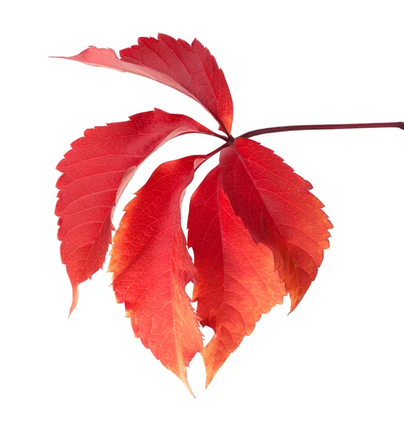 Czerwony jesień liście virginia creeper — Zdjęcie stockowe