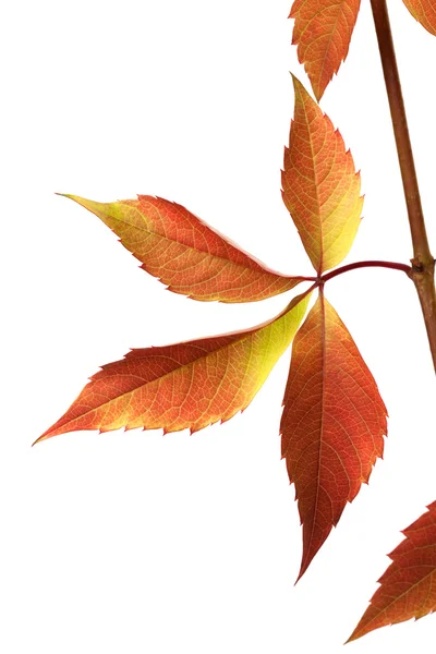 Autumn grapes leaves (Parthenocissus quinquefolia foliage) — Stock Photo, Image