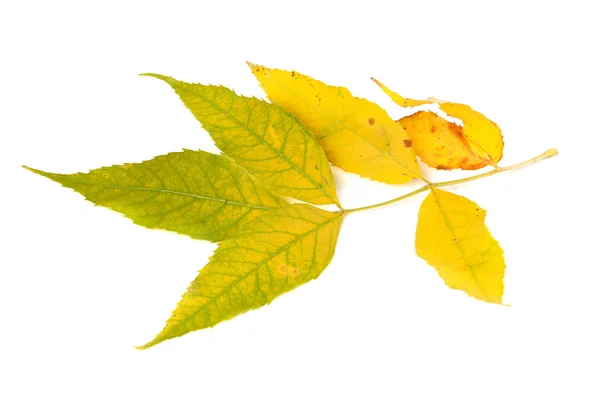 Yellowed autumn leaf — Stock Photo, Image