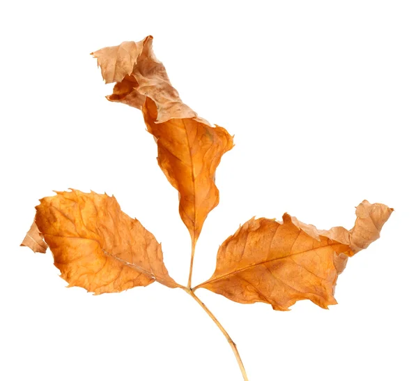 Сушеные листья осенью. Крупным планом вид. — стоковое фото