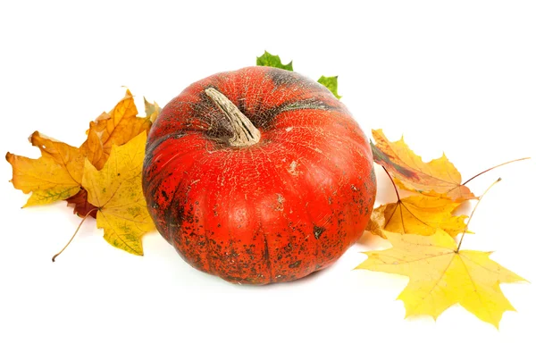 Červené zralé dýně a podzimní zažloutlé listy — Stock fotografie