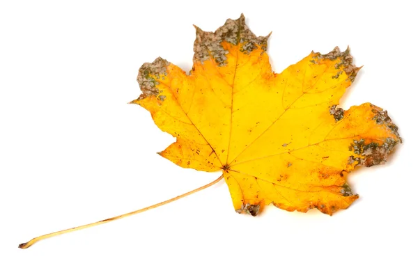 Geel gedroogd esdoorn-Herfstblad — Stockfoto