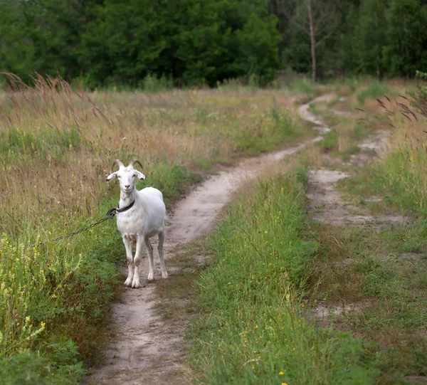 Chèvre sur prairie — Photo