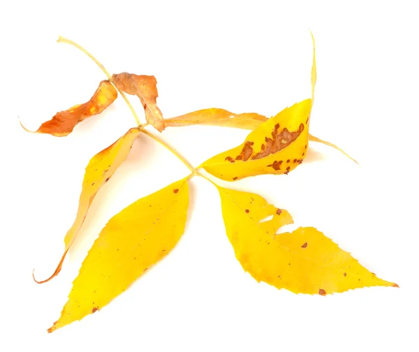 Secado de la hoja amarilla de otoño —  Fotos de Stock
