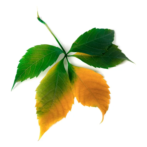 Multicolor grapes leaf — Stock Photo, Image