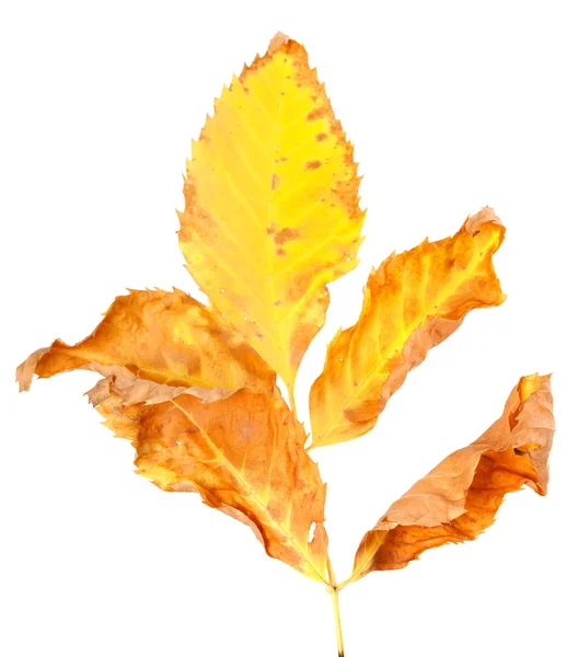 Seco amarillentas hojas otoño —  Fotos de Stock