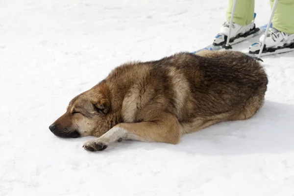 Dog sleeping on ski slope — Stock Photo, Image