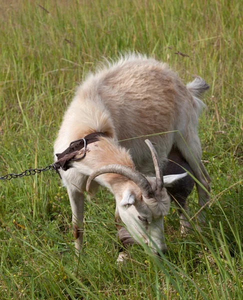 Ziege weidet auf Wiese — Stockfoto