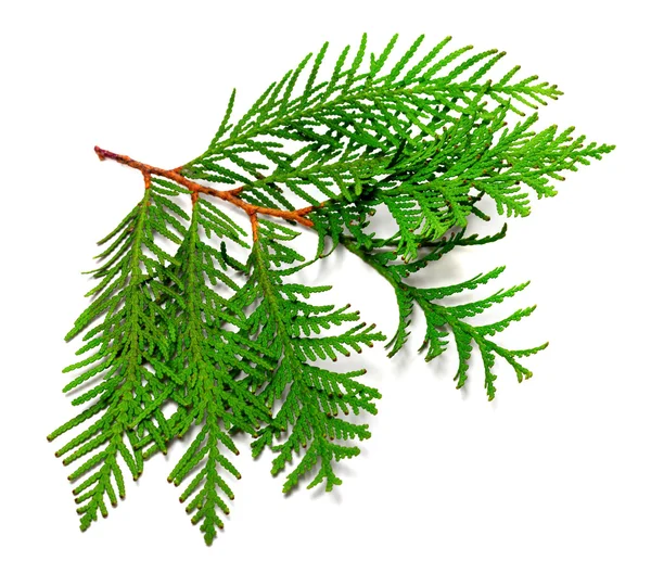 Twig of thuja — Stock Photo, Image