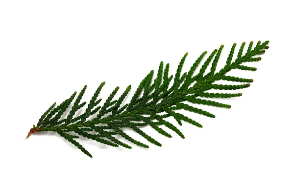 Thuja tak geïsoleerd op witte achtergrond — Stockfoto