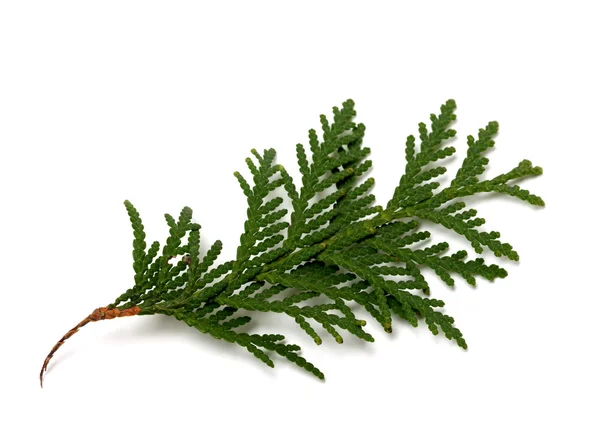 Rama de thuja aislada sobre fondo blanco — Foto de Stock