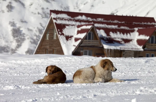 Två hundar vilar på snön i närheten av hotel — Stockfoto