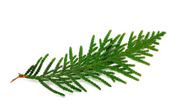 Galho de thuja no fundo branco — Fotografia de Stock