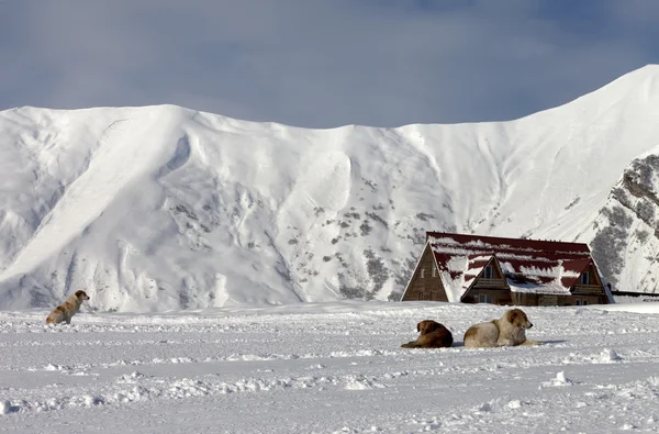 Hunde auf der Skipiste — Stockfoto