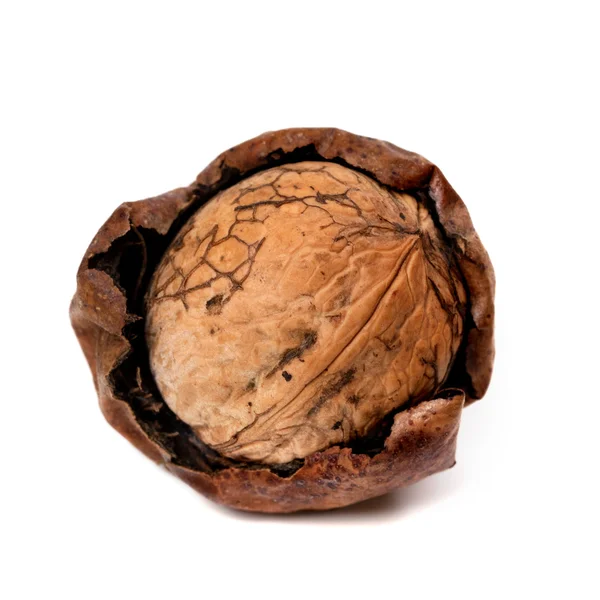 Crude walnut isolated on white background — Stock Photo, Image