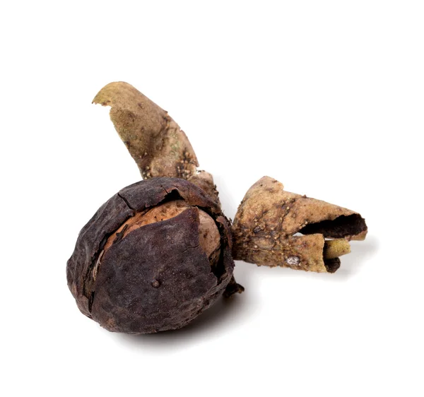 Raw walnut just a tree — Stock Photo, Image