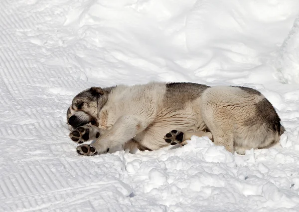 Hund schläft auf Skipiste — Stockfoto