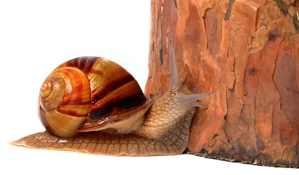 Pine tree and snail — Stock Photo, Image