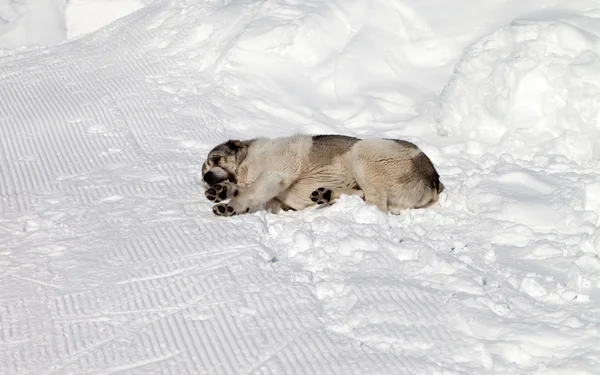 Cachorro dormindo na pista de esqui — Fotografia de Stock
