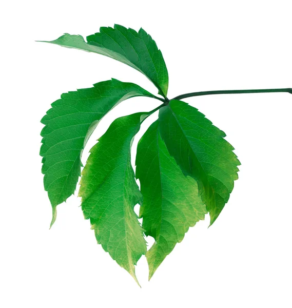Green leaf (Virginia creeper leaf) — Stok Foto