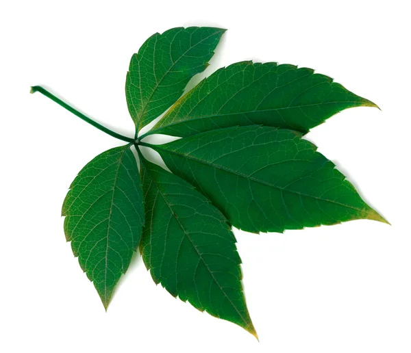 Green virginia creeper leaf on white background — Stock Photo, Image