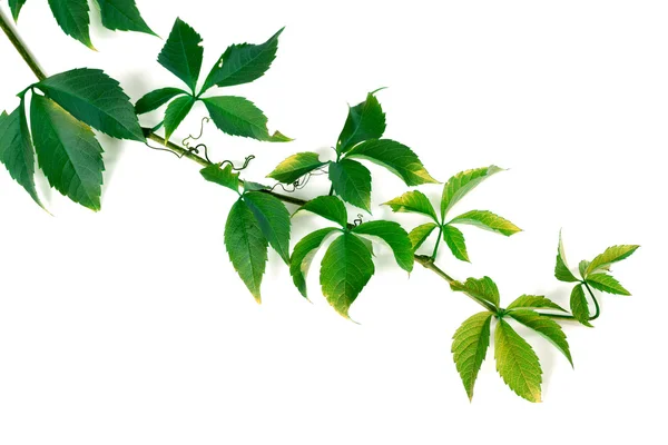 Zweig der grünen Trauben Blätter — Stockfoto
