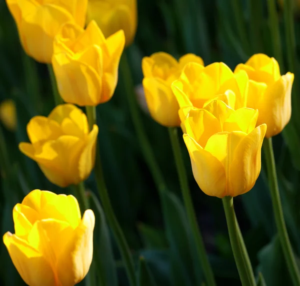 Tulipani gialli in sole primavera — Foto Stock