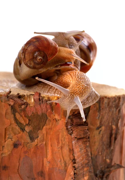 Three snails on pine-tree stump — Stock Photo, Image