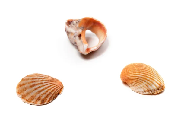 Conchas e quebrado rapana isolado no fundo branco — Fotografia de Stock