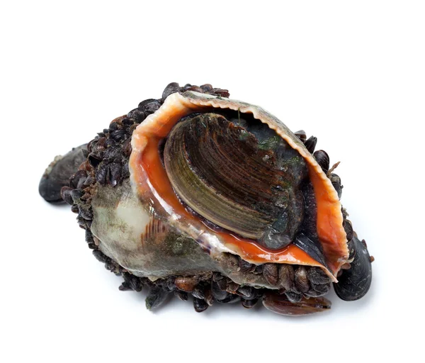 Veined rapa whelk overgrown with mussels — Stock Photo, Image