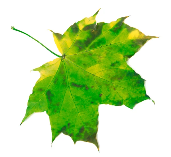 Green yellowed maple leaf — Stock Photo, Image