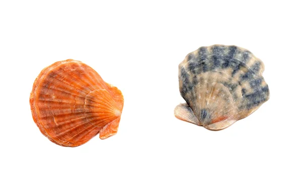 Two seashells — Stock Photo, Image