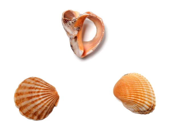 Broken rapana and seashells — Stock Photo, Image