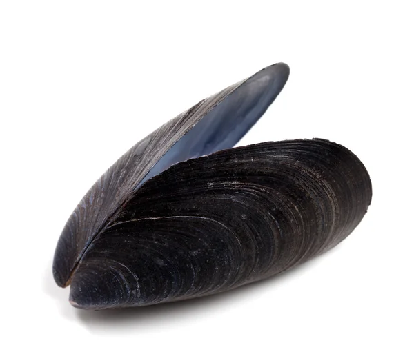 Shell of mussel isolated on white background — Stock Photo, Image