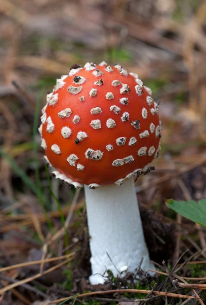 Punainen Amanita muscaria sieni — kuvapankkivalokuva