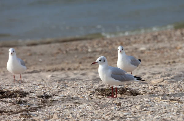 Gabbiani sulla spiaggia di mare — Foto Stock