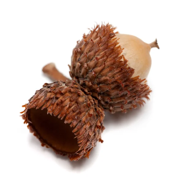 Acorn no fundo branco — Fotografia de Stock