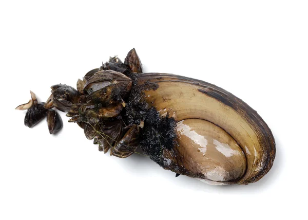 Anodonta (river mussels) covered with small mussels — Stock Photo, Image