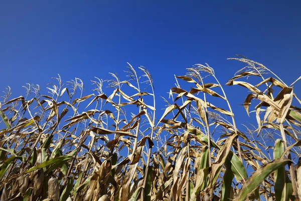 Cornfield and blue clear sky at nice sun day — Stock Photo, Image