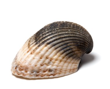 Deniz kabuğu