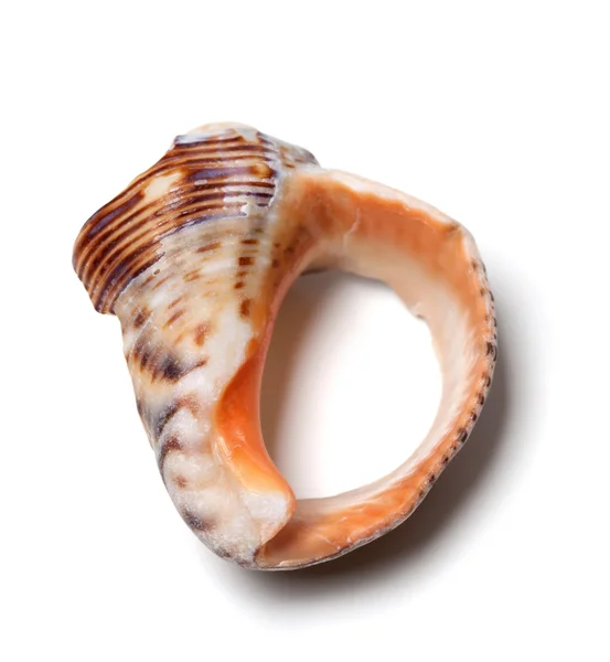 Gebroken rapana shell — Stockfoto